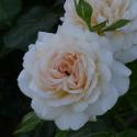 579_chandos_beauty_3_125.jpg