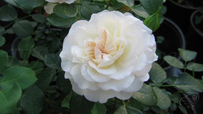 57_white_meidiland_1_708.jpg