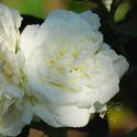 57_white_meidiland_2_125.jpg