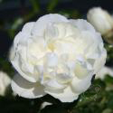 57_white_meidiland_3_125.jpg