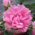 Pink Grootendorst