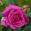 597_chartreuse_de_parme_3_125.jpg