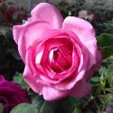 La Rose de Molinard