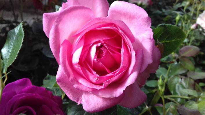 600_la_rose_de_molinard_1_708.jpg