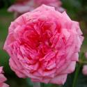 600_la_rose_de_molinard_2_125.jpg