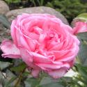 600_la_rose_de_molinard_3_125.jpg
