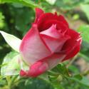 609_schone_koblenzerin_3_125.jpg