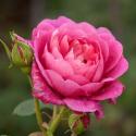 Princess Anne