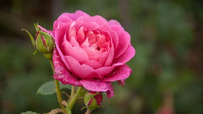 617_princess_anne_1_708.jpg
