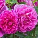 617_princess_anne_3_7125125.jpg