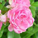 61_the_fairy_2_125_.jpg
