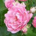 61_the_fairy_3_125_.jpg