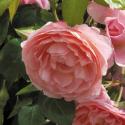 620_strawberry_hill_2_125.jpg