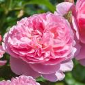 620_strawberry_hill_3_125.jpg