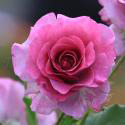 626_lucky_2_125.jpg