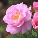 626_lucky_3_125.jpg