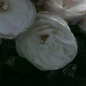 630_bouquet_parfait_2_125.jpg