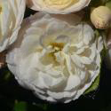 630_bouquet_parfait_3_125.jpg