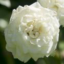 633_sea_foam__2_125.jpg