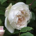 Mme Alfred Carriere
