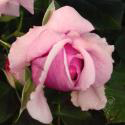 649_aloha_3_125.jpg