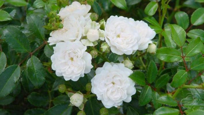 64_white_fairy_1_708.jpg