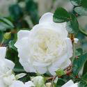 64_white_fairy_2_125.jpg