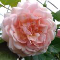 Elizabeth Stuart