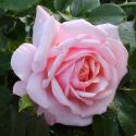 652_elizabeth_stuart_2_125.jpg