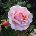 652_elizabeth_stuart_3_125.jpg