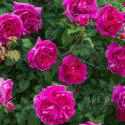 659_young_lycidas_3_708400_mini.jpg
