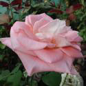 662_prestige_de_lyon_2_125.jpg