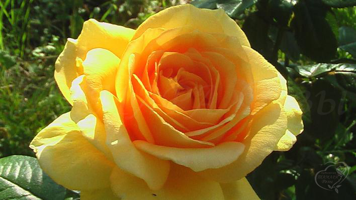664_michelangelo_1_708.jpg