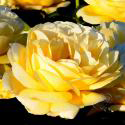 664_michelangelo_2_125.jpg