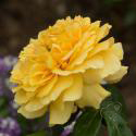 670_leah_tutu_2_125.jpg