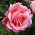 Rosa Novichkova
