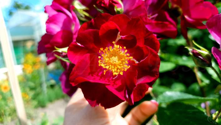 679_purple_star1708.jpg