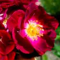 679_purple_star_2_125.jpg