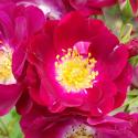 679_purple_star_3_125.jpg