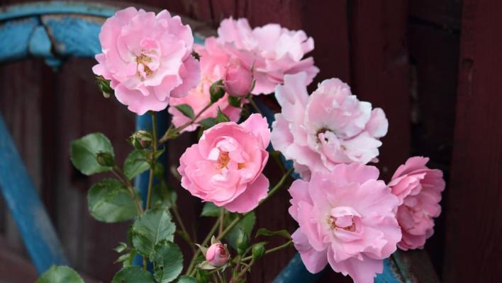 67_sommerwind_1_708.jpg