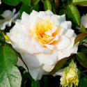 681_nadine_xellaricci_2_125.jpg