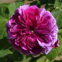 Russelliana