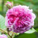 688_russelliana_2_125.jpg