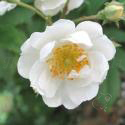 Rambling Rector