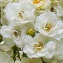 689_rambling_rector_3_125.jpg