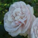 690_herkules_2_125.jpg