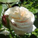 690_herkules_3_125.jpg