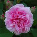 Ispahan