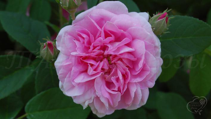 691_ispahan_1_708.jpg