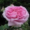 691_ispahan_2_125.jpg